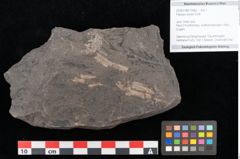 Foto (Objekt + Etikett) von Palissya auranii Endl. (NHMW-GEO-2024-0188-10582)